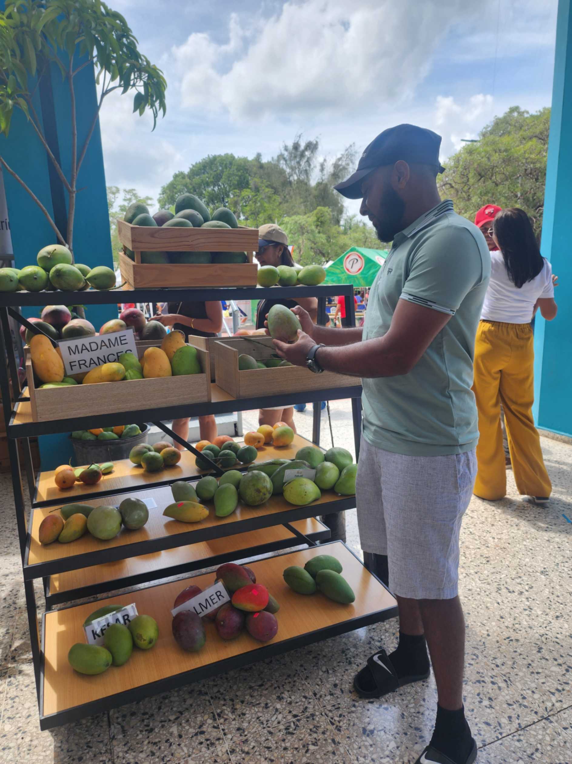 Diferentes variedades de mango de Baní sobre una mesa