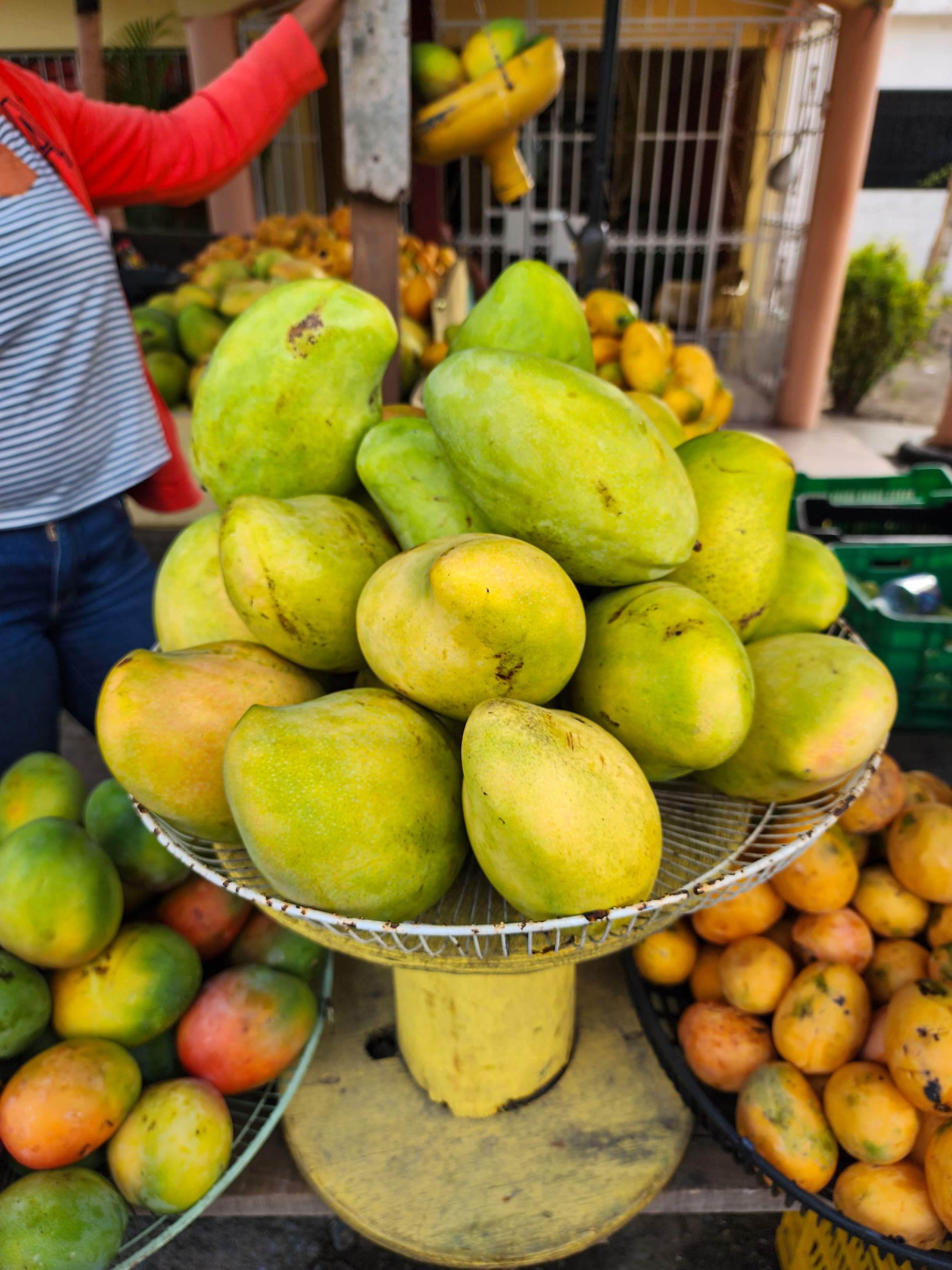 Una cosecha exquisitasde mango-ataulfo