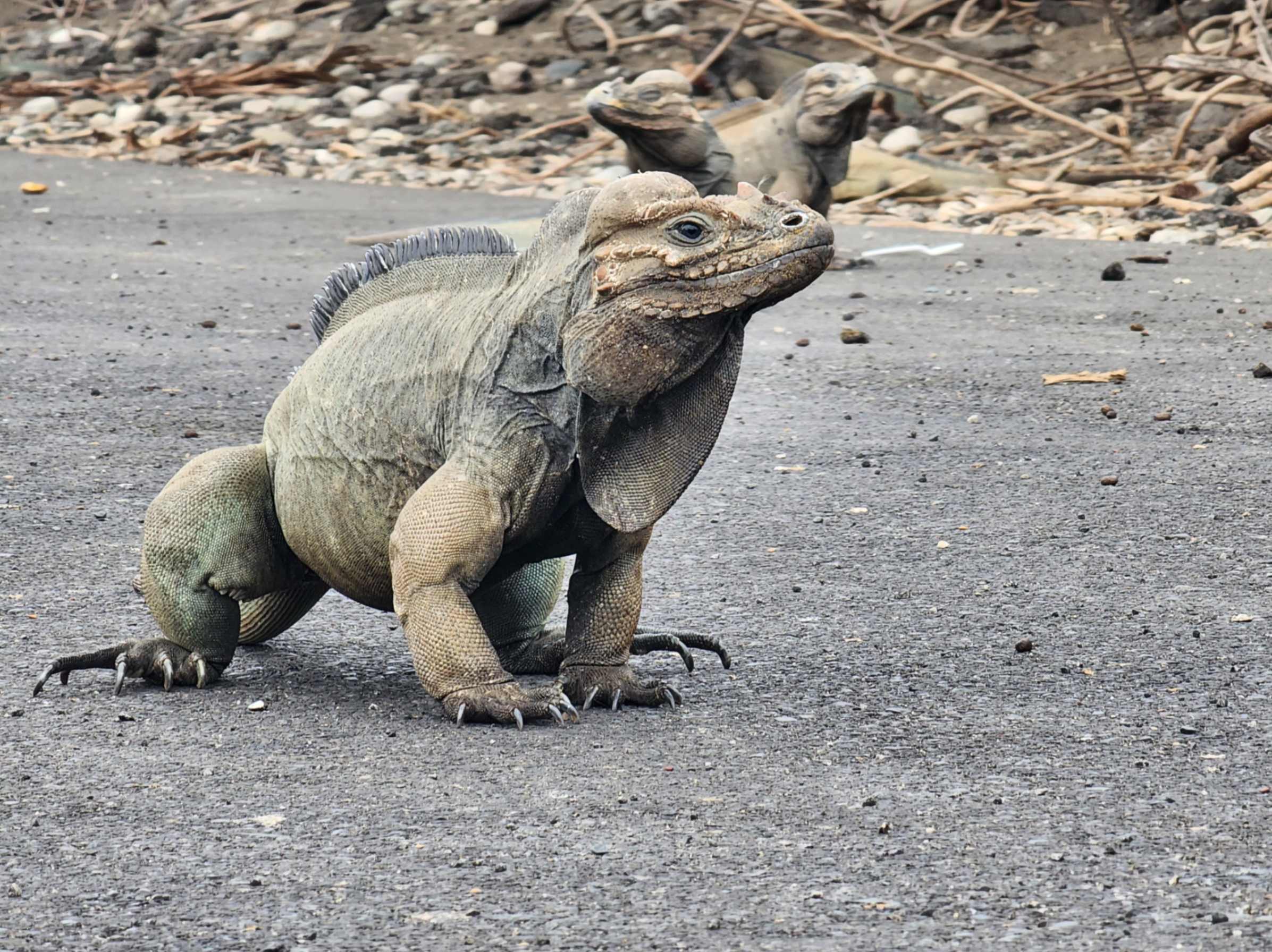 Iguanas rinoceronte en las Dunas de Baní Iguanas rinoceronte en las Dunas de Baní