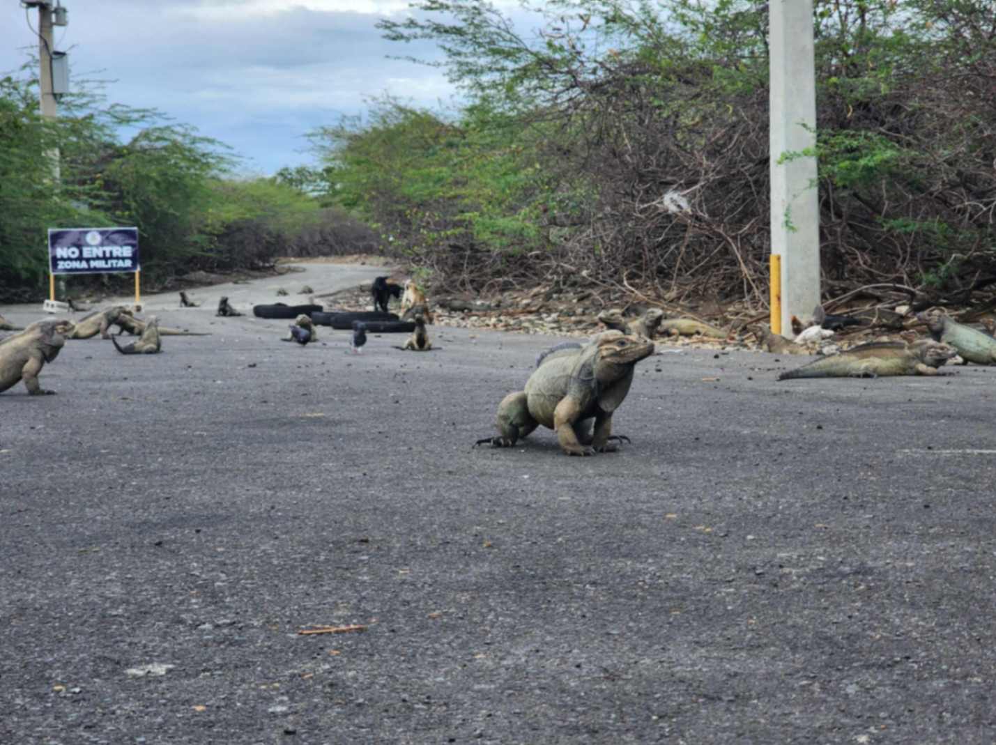 Iguana rinoceronte en su hábitat natural en las Dunas de Baní
