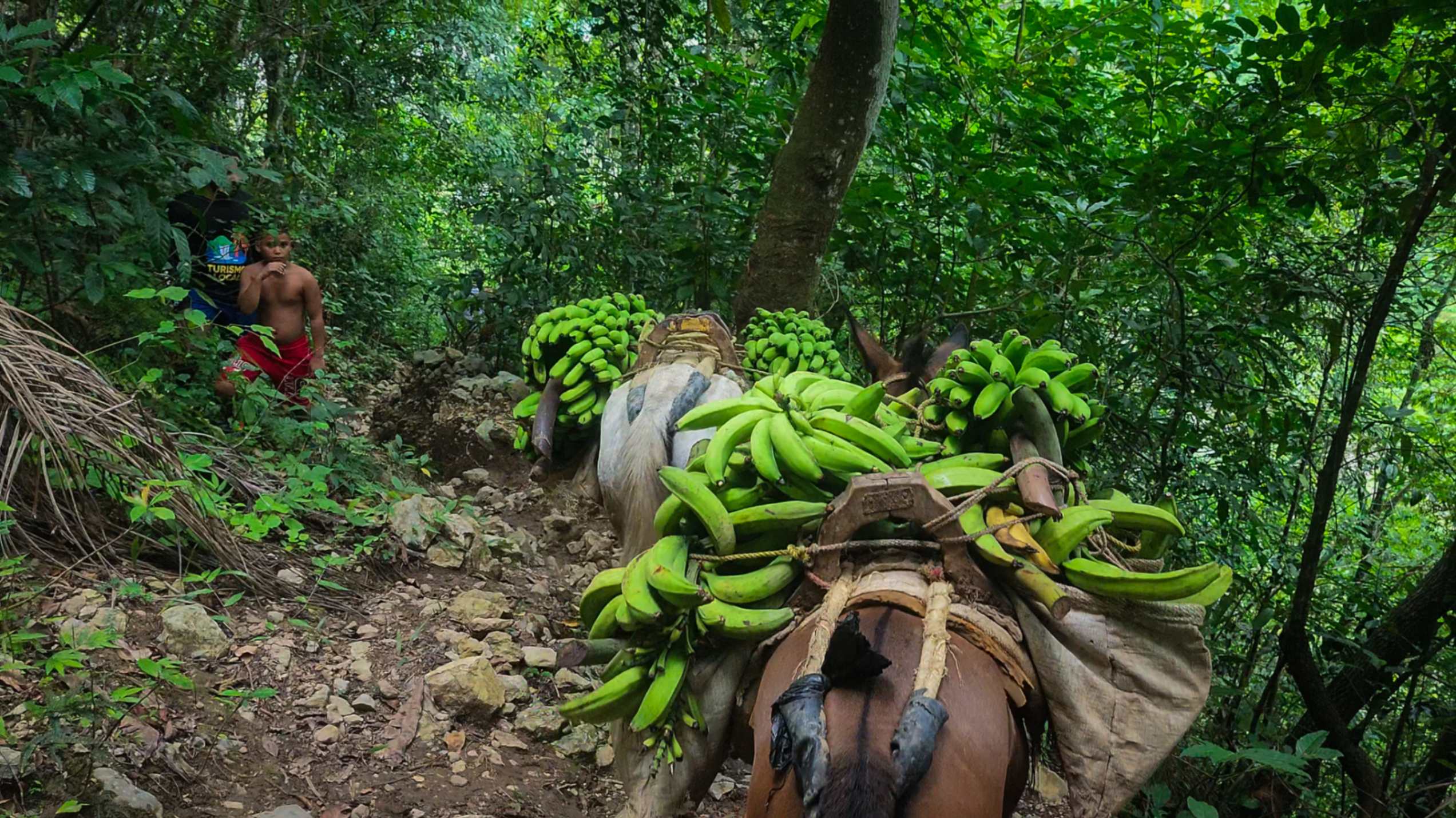 Burros de carga con plátanos en Los Cacaos