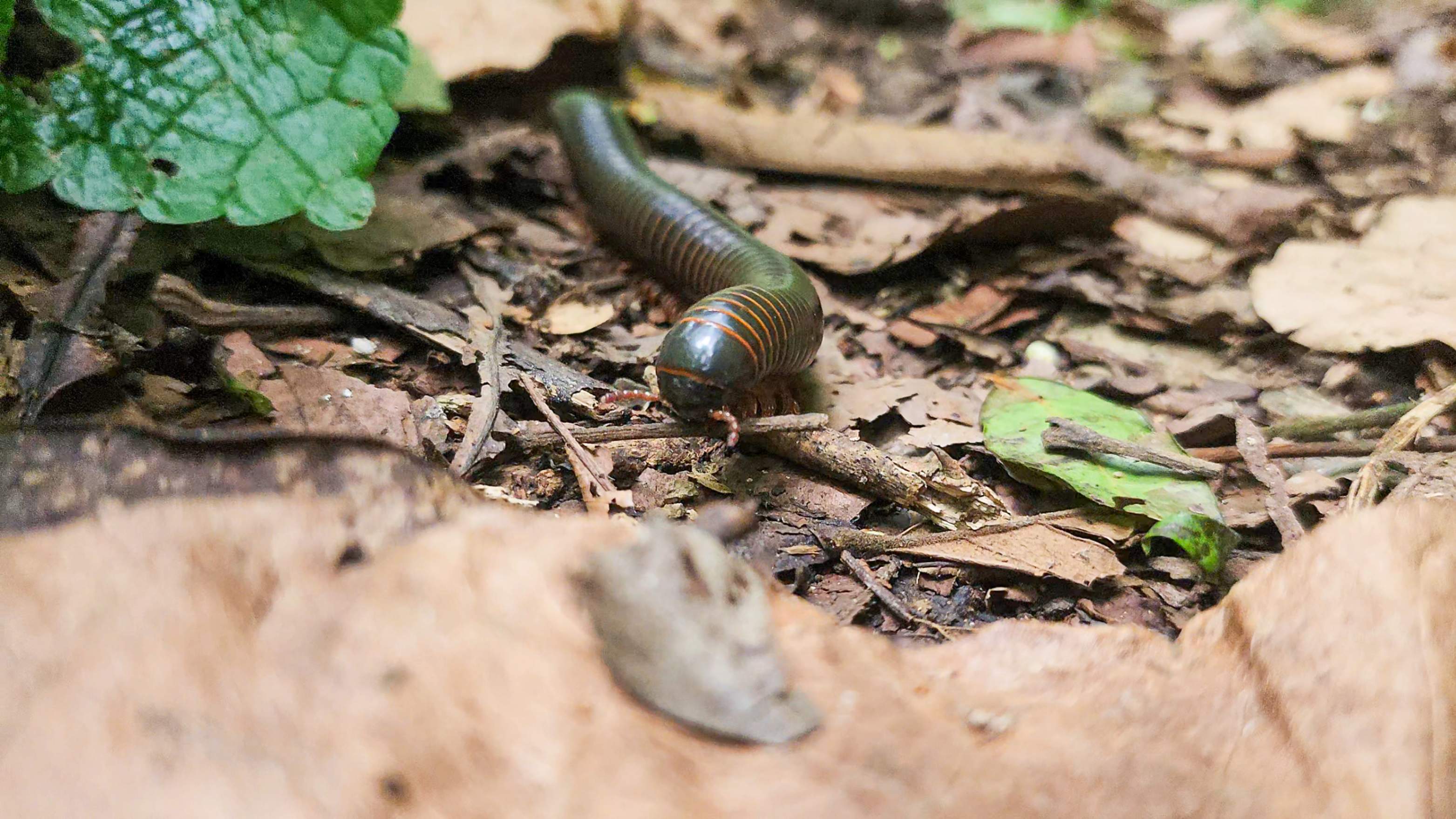 Milpiés norteamericano gigante encontrado en el sendero