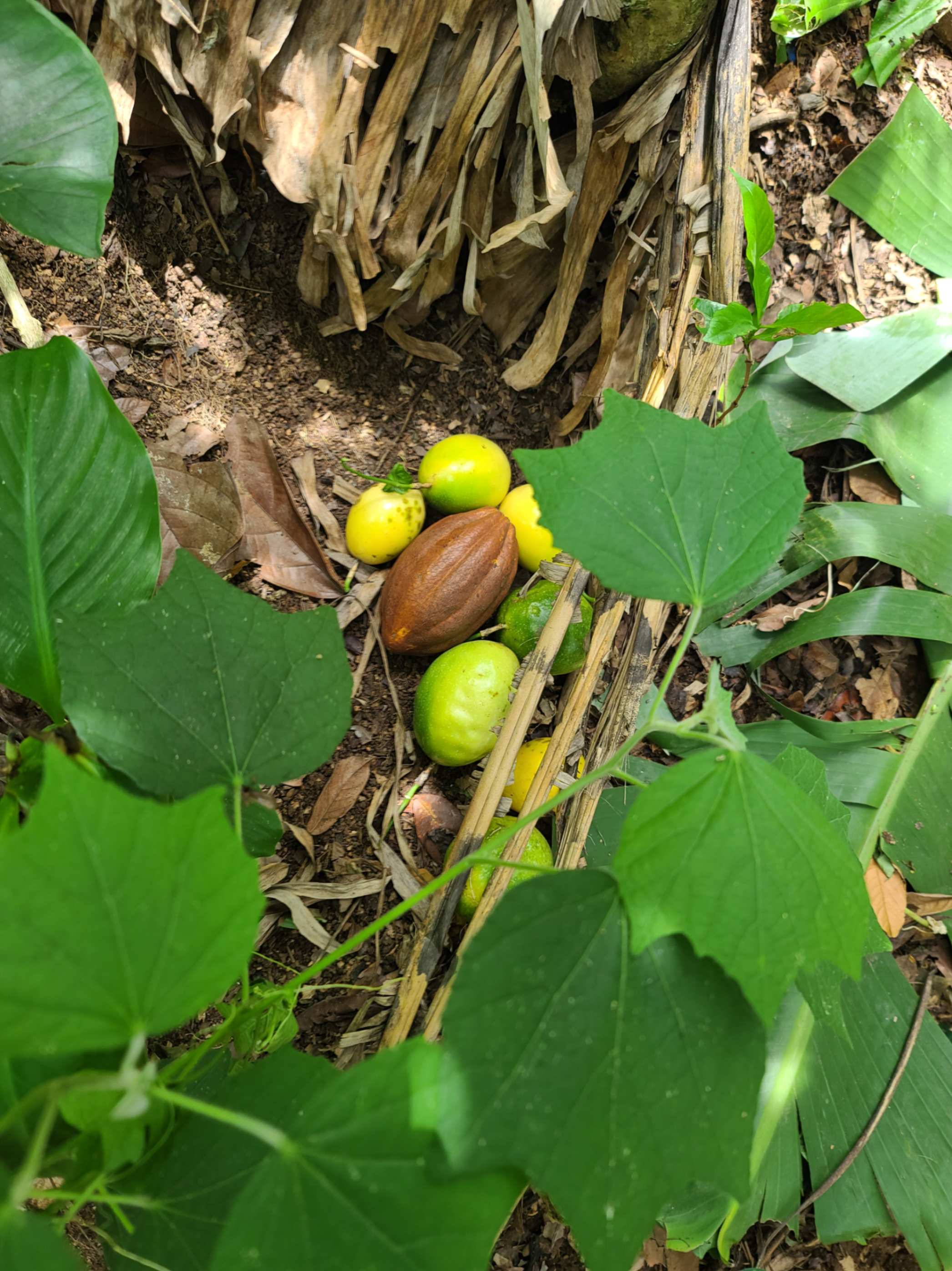 Mazorcas de cacao fresco en San Cristóbal
