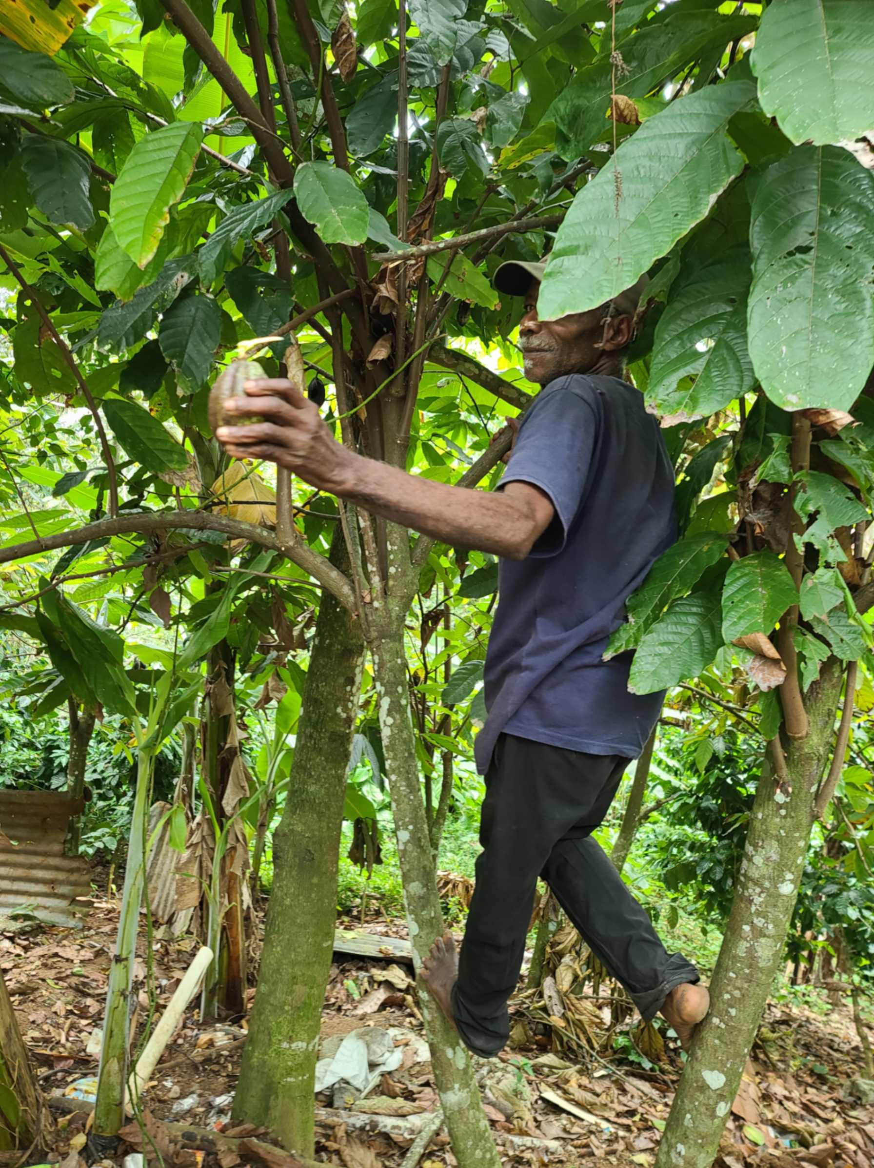 Cosecha de cacao en San Cristóbal
