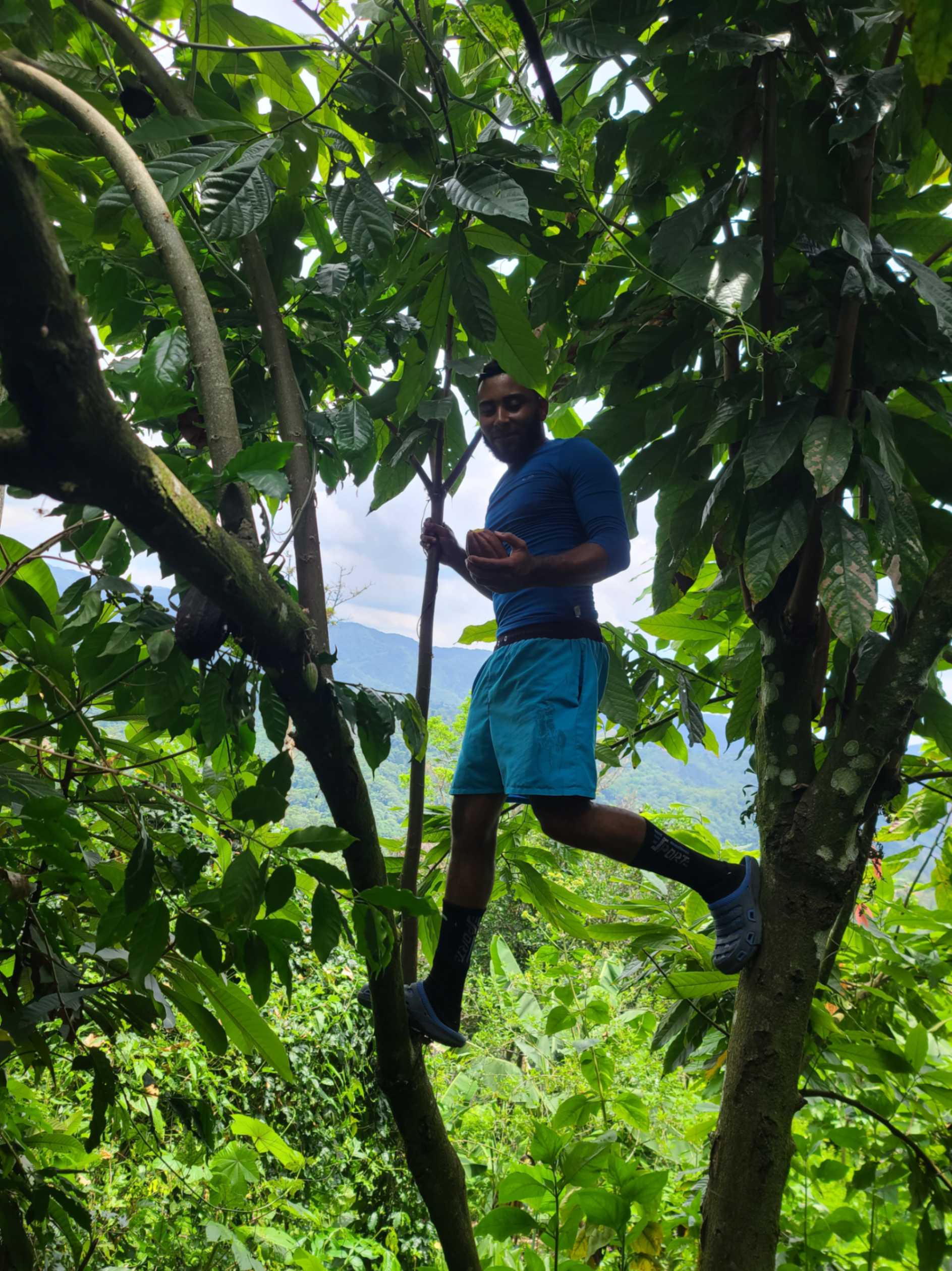 Hombre cosechando cacao en San Cristóbal