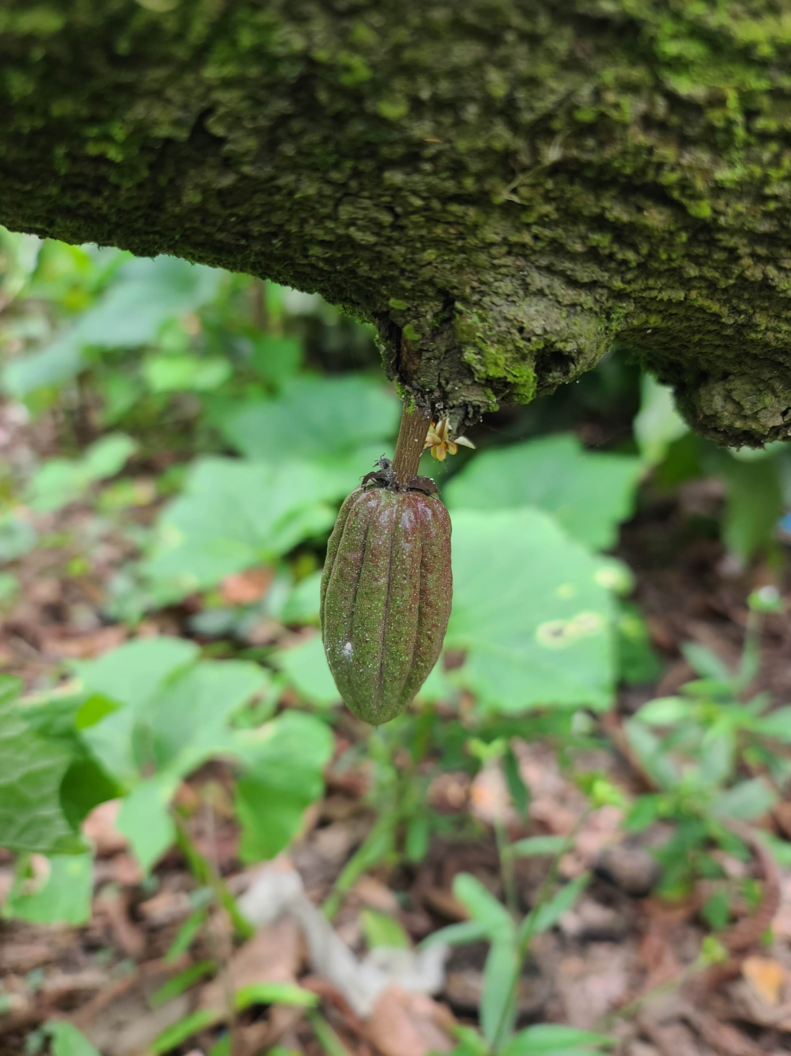 Nacimiento de cacao en San Cristóbal